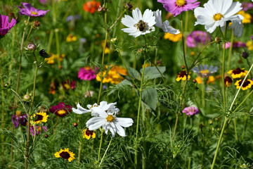 Fototapeta premium Bee Gathers Pollen on a White Wildflower