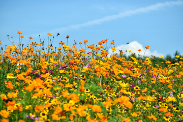 Bees Buzzing Around Wildflowers Under A Sunny Blue Sky