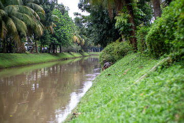 river in the park