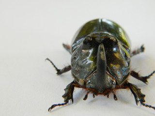 rhinoceros beetle