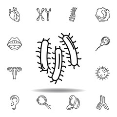 set of human organs three bacteria outline icon. Signs and symbols can be used for web, logo, mobile app, UI, UX