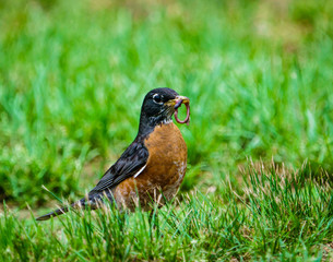 The Early Bird Caught the Worm