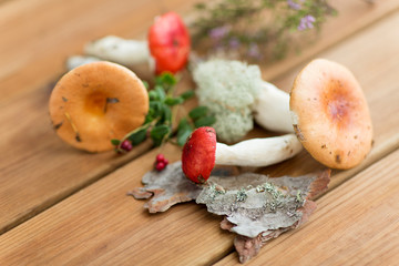 edible mushrooms, nature and environment concept - russules on wooden background