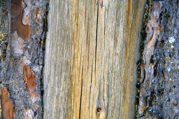Tree bark pine natural pattern texture