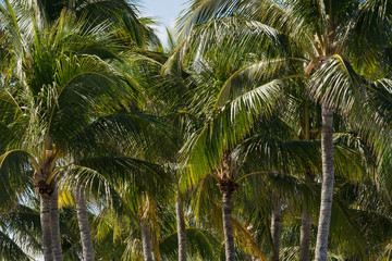 Obraz premium Florida Palm Trees02