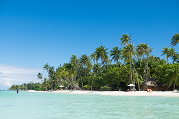 Bora Bora paradise Beach  and Jungle in French Polynesia