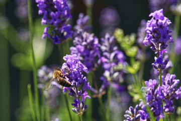 Close up. Of a honey bee on purple lavendar