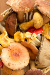 nature, environment and edible mushrooms concept - brown cap and orange-cap boletus on wooden background