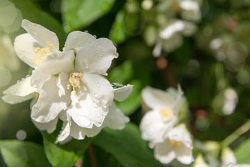 Obraz na płótnie Canvas Jasmine flowers with drops of rain on the branches