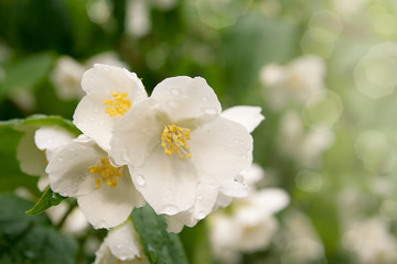 Fototapeta premium Kwiaty jaśminu z kroplami deszczu na gałęziach