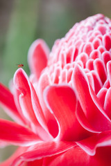 A little insect on a pink torch ginger flower.