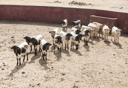 Calves of black berrenda cows separated from mothers to wean