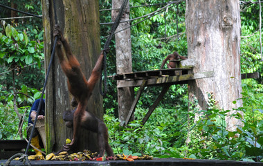 Orphaned Orangutan playing in sanctuary