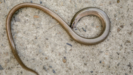 dead snake on a yellow sandy road