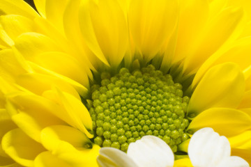 Sunflower part close up isolated on white
