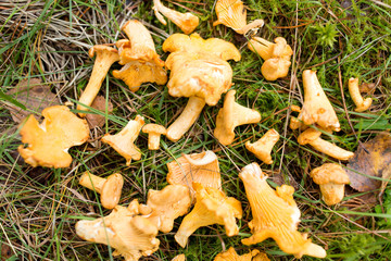 season, nature and mushroom picking concept - pile of chanterelles on ground in autumn forest