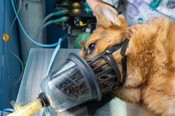 Preoxygenation in a sedated dogwith a muzzle