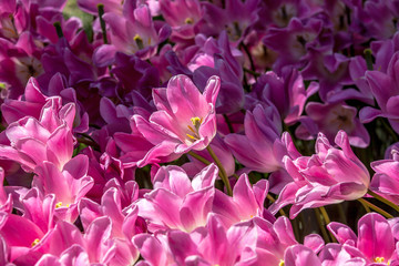 Pink tulips sunny day