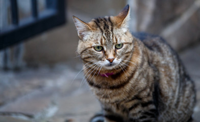Beautiful  cat in the street