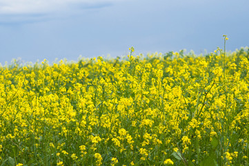 flowers of oil in rapeseed field with blue sky and clouds
