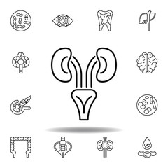 set of human organs kidneys outline icon. Signs and symbols can be used for web, logo, mobile app, UI, UX