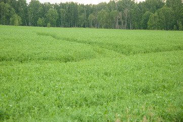 pea summer field agriculture landscape in farm