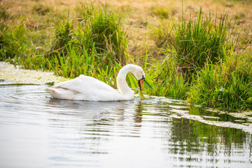 Einsamer Schwan auf der Suche nach futter