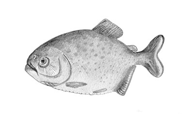 Amazonian fish Piranha. Hand drawn black pencil realistic illustration.
