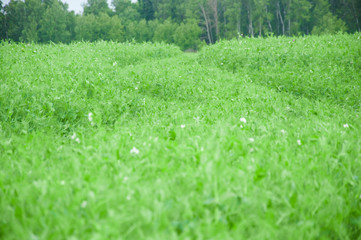 pea summer field agriculture landscape in farm