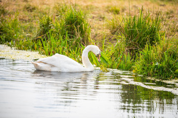Einsamer Schwan auf der Suche nach futter