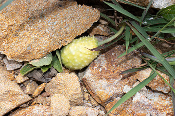 frutos plantas deserticas