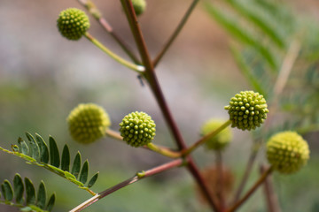 vegetación con forma esferica