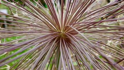 Blüte des Zierlauch, Blühender Allium