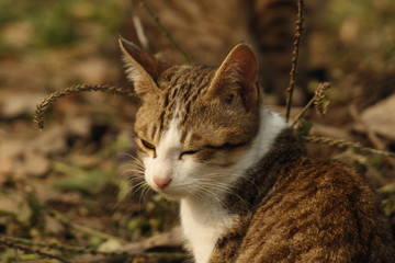 Naklejka premium cat on the grass