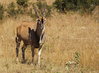 eland among orange grasses