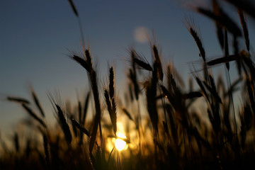 Grain and sunset