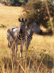 Naklejka premium two zebras