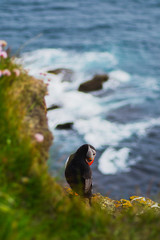 Detailed view of Arctic or Atlantic puffin wild bird sitting on Latrabjarg Cliff, Westfjords, Iceland. Blue ocean water on background. 