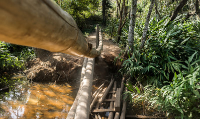 wood bright in the florest