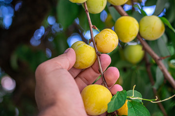 A man picking fruit from the tree, orchard, healthy food