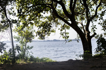 tree on the shore of lake