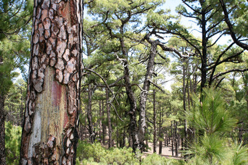 forest of pine trees on the island of el Hierro