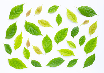 Green leaves  on white background.