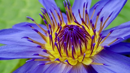 Seerosenblüte im Teich 