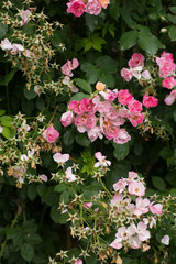 Naklejka premium Kleine Wildrosen