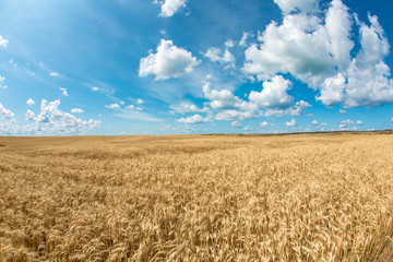 Wheat field