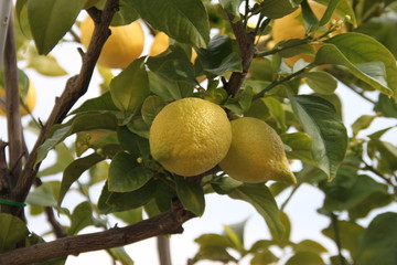 A couple of lemons in a lemon tree