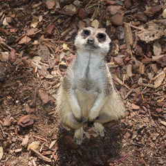 Meerkat, suricata suricatta, at zoo, Colour Photo, Alentejo, Portugal