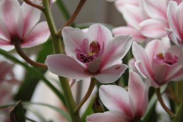 Orchid flowers in pink and white tones