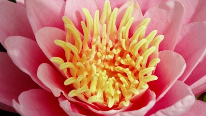 Seerosenblüte im Teich 